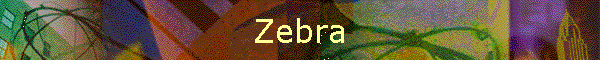 Zebra
